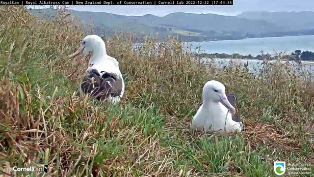Royal Albatross~Welcome back home L 😊Happy Skycalls by GLY 🥰~5:31 pm 2022/12/22 смотреть онлайн