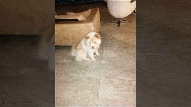 a.b.avanti big bang by Sais razze cani tipo Spitz Chow Chow смотреть онлайн