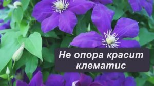 Опора для клематиса из стального прутка своими руками