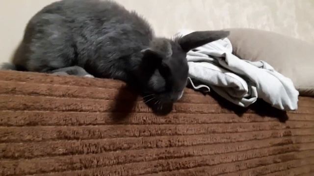Кролик наводит порядок🤣😅 смотреть онлайн