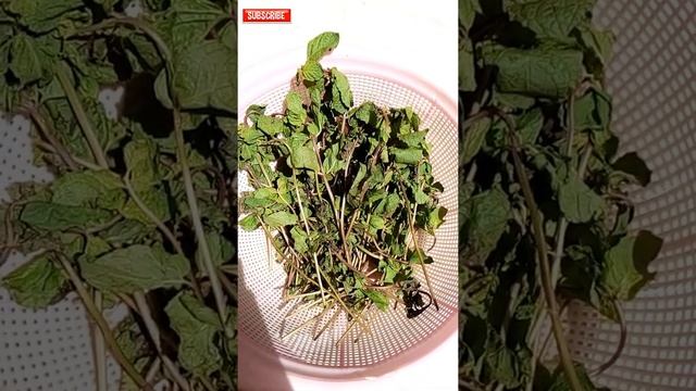 Food Hack For - How to Store Pudina/Mint leaves for 1 MONTH - Preserve Pudina/Mint leaves #shorts смотреть онлайн
