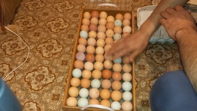 ИНКУБАЦИЯ ЯИЦ часть 1. Инкубация яиц от А до Я в инкубаторе Норма Луппер 72.