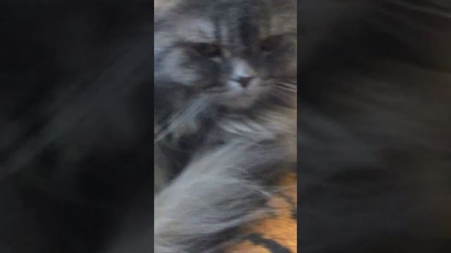 Кошечка Сима 1 серия смотреть онлайн