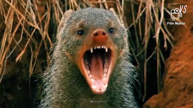Mongoose and Cobra fierce fight смотреть онлайн