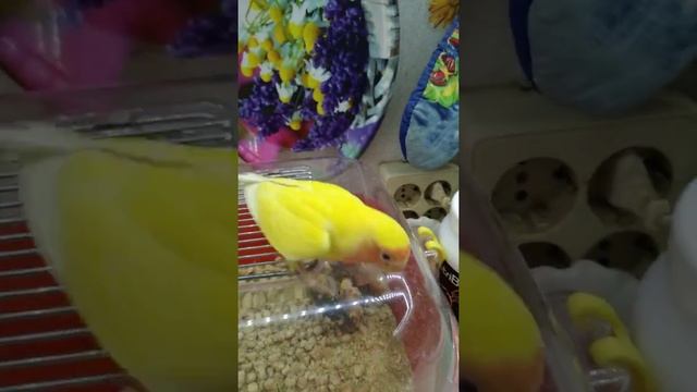 Абсолютно ручной неразлучник выкормыш Дашка) смотреть онлайн