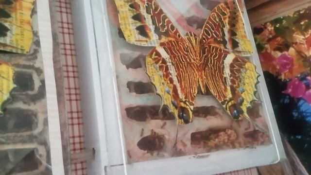 Кампонотус макулатус 52. смотреть онлайн