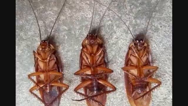 La cucaracha - Gipsy Kings смотреть онлайн