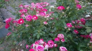 Роза ШОНЕ КОБЛЕЦЕРИН   (Schone Koblenzerin, )Kordes Германия, 2008