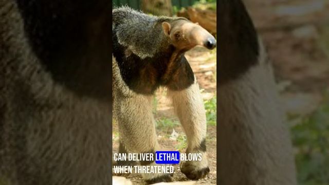 Why The Giant Anteater Is One Of The Most Fierce Animals In The World смотреть онлайн
