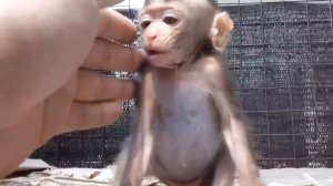 Baby monkey