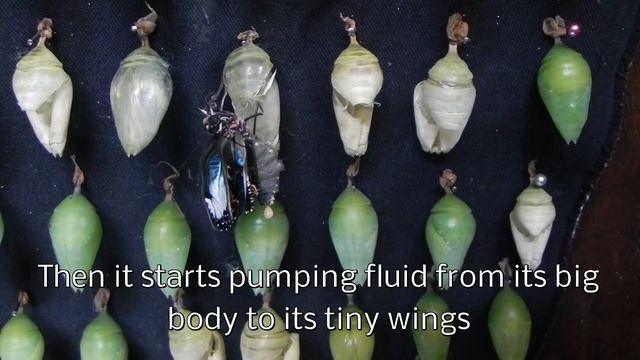 Blue Morpho Butterfly Emerges from Chrysalis смотреть онлайн
