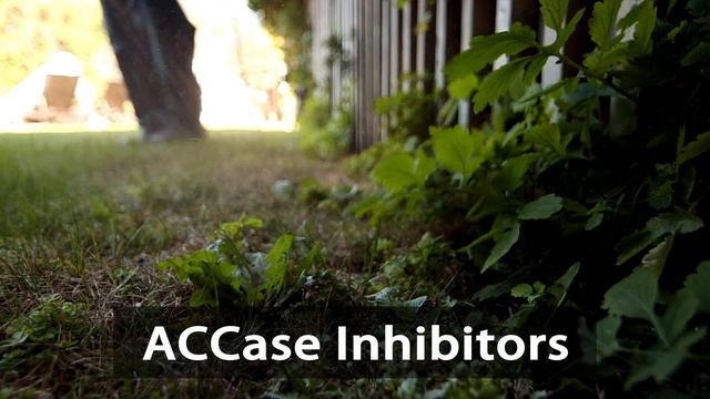 Mode of Action, Part 1: Herbicides and Insecticides (English) смотреть онлайн