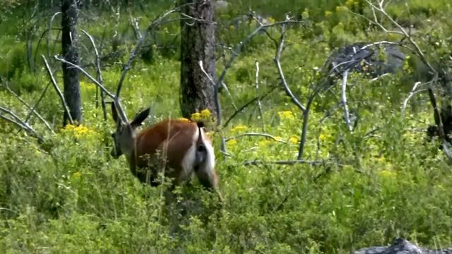 Deer Pooping, Caught On Camera - Yellowstone National Park