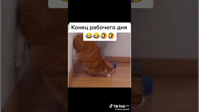 Вот это да смешной ролик смотреть онлайн