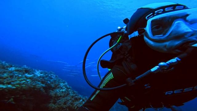 Barracuda e Cernie смотреть онлайн