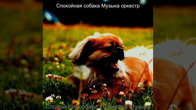 Звуки (Собаки) смотреть онлайн