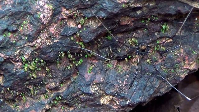 Harvestmen Insect смотреть онлайн