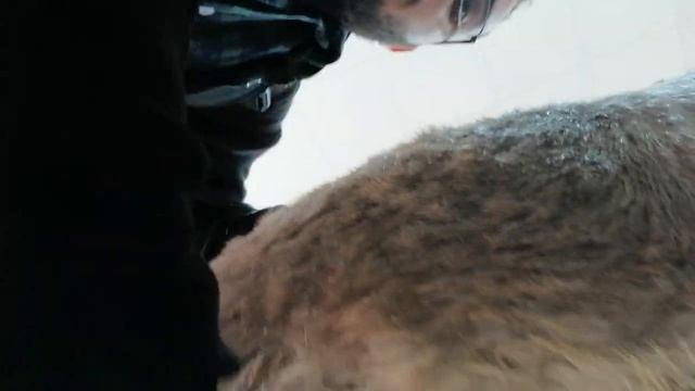 Applied Anatomy - Abdominal Regions of Equine смотреть онлайн