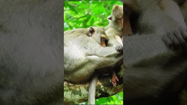 47 MONKEY LIFESTYE смотреть онлайн