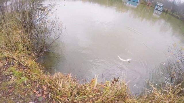 Противостояние щучьих платников. Раунд 1