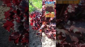 Салат листовой Коррида#shorts #sorts