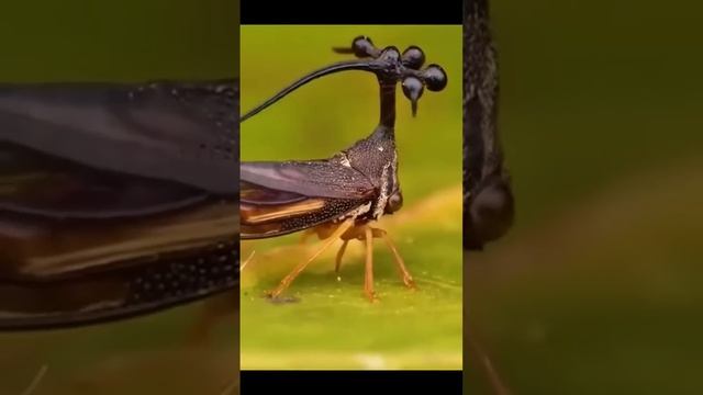 самые удивительные ( животные, насекомые, рыбы и птицы ) в мире смотреть онлайн