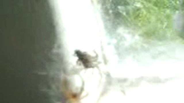 Spider v Fly смотреть онлайн
