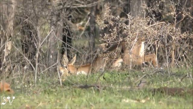 Mountain Gazelle / Gazella Gazella / Обыкновенная газель / צבי מצוי