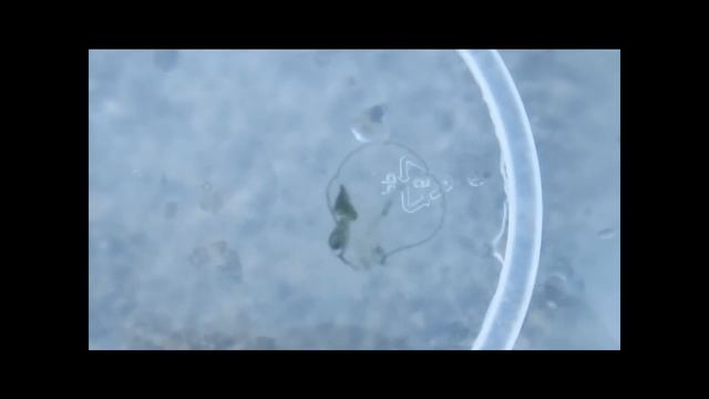 Fresh Water Jelly Fish found in NH Lake смотреть онлайн
