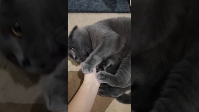 Кусь кот кусается пушистый котик смотреть онлайн