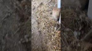 Собаки разорвали курей Часть-2