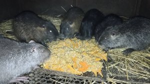 НУТРИИ. Вся ПРАВДА о КОРМАХ и КОРМЛЕНИИ. 3.12.24