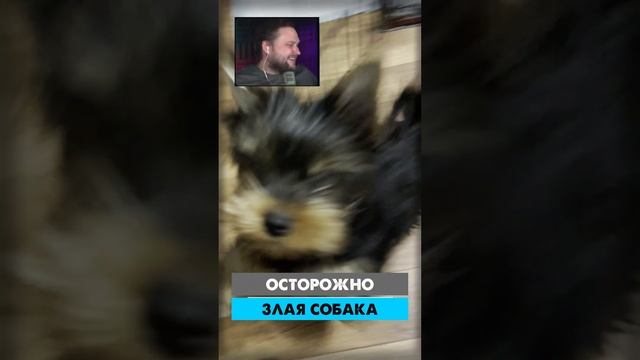 Злая собака #subscribe #short #shorts #dog смотреть онлайн