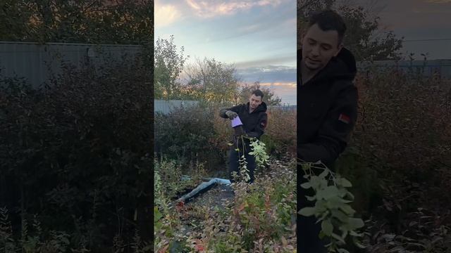 Инструкция по высадке голубики СадЦентрБай Мозырь смотреть онлайн