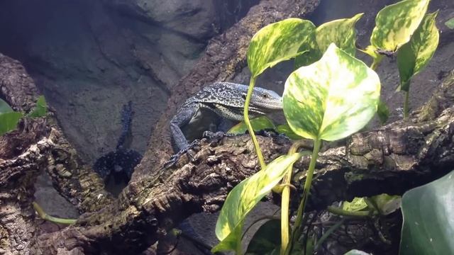 Varanus Macraei