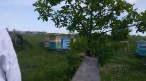 Женщина-пчеловод. Пасека в Болотово