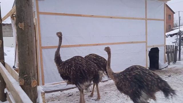 Разведение страусов в домашних условиях