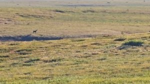 Охота на дикого оленя в Северной Якутии 1