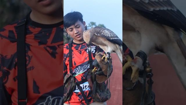 #Hawk #Eagle #falcon #falconry #harris #hawkeagle #harri'shawk120524 смотреть онлайн