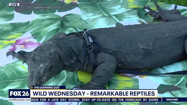 Learning about remarkable reptiles for Wild Wednesday смотреть онлайн