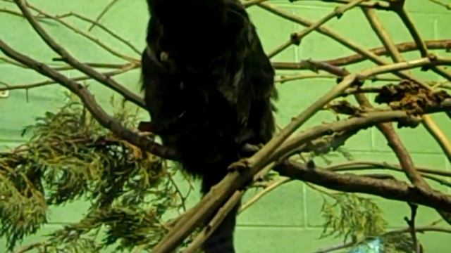 Goeldi's monkey marmoset Callimico goeldii.Ugrótamarin,goeldi tamarin majom at Paington zoo смотреть онлайн