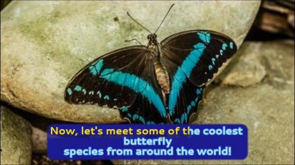 The Life Cycle Of A Butterfly 🦋 A Magical Metamorphosis ✨️