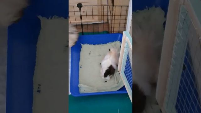 Pinky and Hardy babies смотреть онлайн