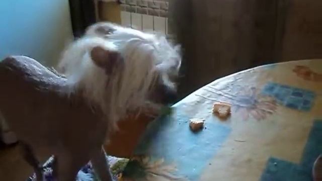 Так близко сыр! смотреть онлайн