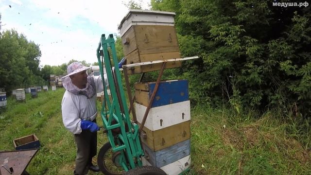 Дневник пчеловода - Осмотр пчёл перед откачкой мёда смотреть онлайн