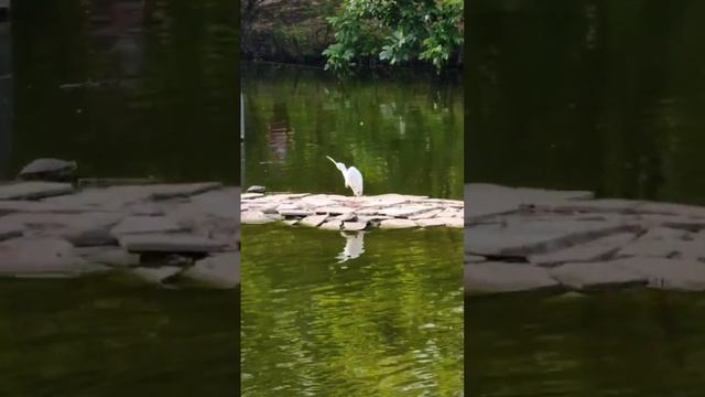 ☀️ Прекрасный летний день в зоопарке на озере Фламинго! смотреть онлайн