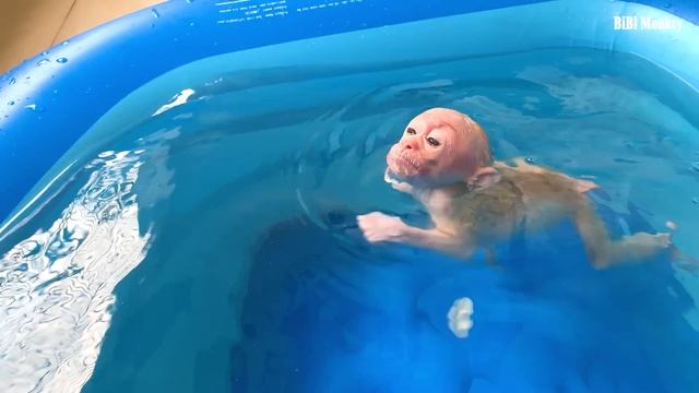 Bibi Monkey Learns To Swim Hold Your Breath For 30 Seconds Underwater (Session 3)