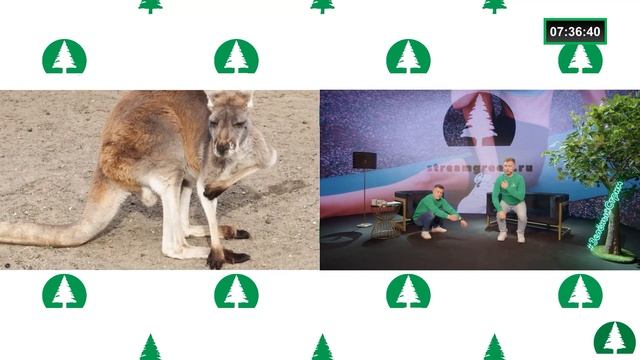 Зелёный стрим. Зарядка смотреть онлайн