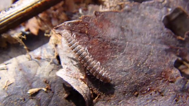 Polydesmus (flat-backed millipede) смотреть онлайн
