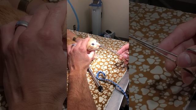 Huge parasite pulled from cats nose at the vets смотреть онлайн